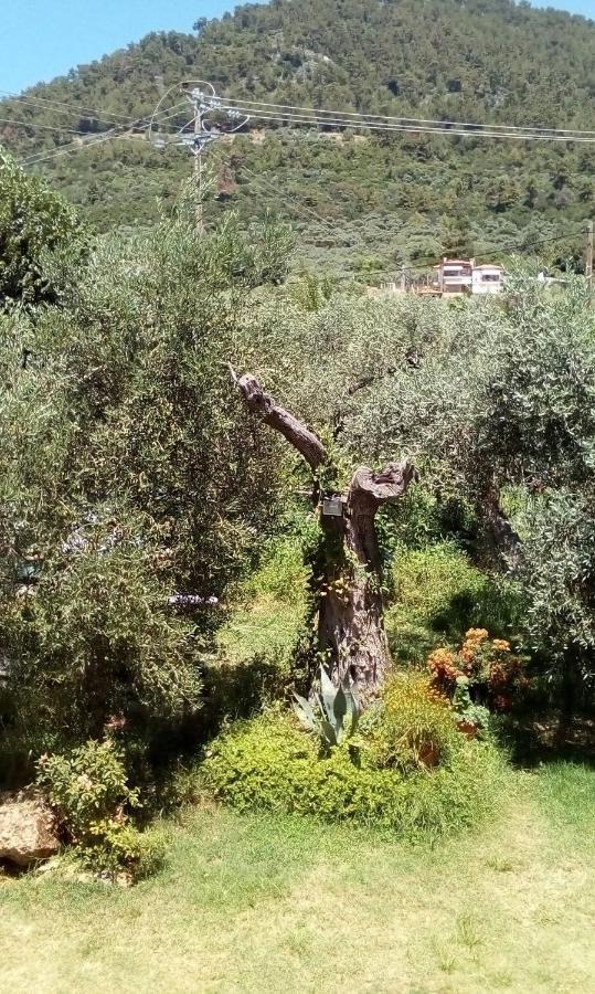 Olive Garden Villas And Apartments Chrisi Ammoudia Eksteriør billede
