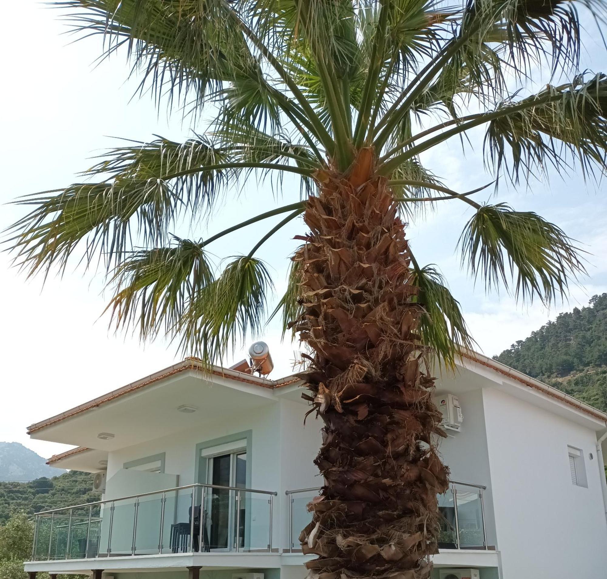 Olive Garden Villas And Apartments Chrisi Ammoudia Værelse billede